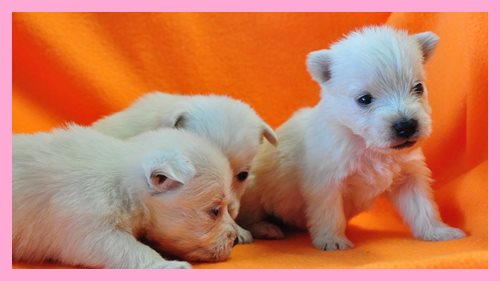 ウエストハイランドホワイトテリア　ブリーダー子犬販売専門店　Angel wan 東京　神奈川　千葉