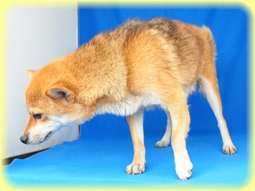 豆柴　ブリーダー子犬販売専門店　Angel wan 東京　神奈川　千葉