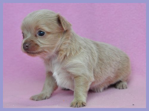 ミックス　ブリーダー子犬販売専門店　Angel wan 東京　神奈川　千葉