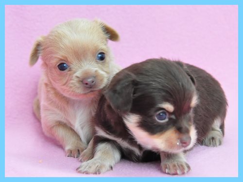 ミックス　ブリーダー子犬販売専門店　Angel wan 東京　神奈川　千葉