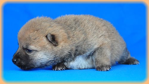 豆柴　ブリーダー子犬販売専門店　Angel wan 東京　神奈川　千葉