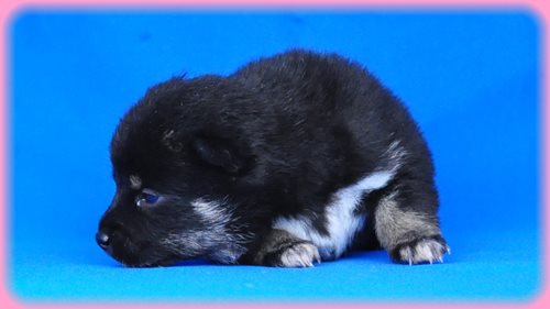 豆柴　ブリーダー子犬販売専門店　Angel wan 東京　神奈川　千葉