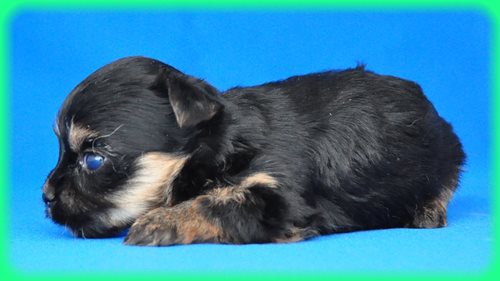 ヨークシャーテリア　ブリーダー子犬販売専門店　Angel wan 東京　神奈川　千葉