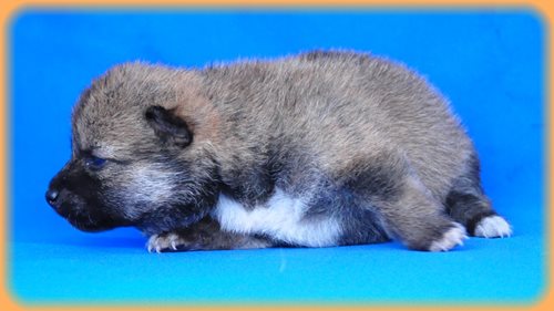 豆柴　ブリーダー子犬販売専門店　Angel wan 東京　神奈川　千葉