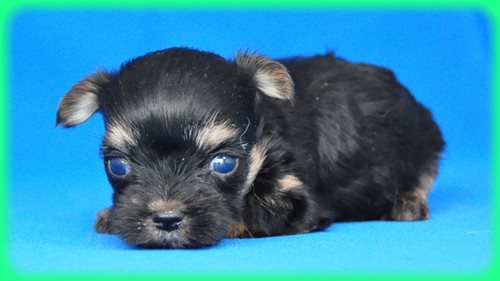 ヨークシャーテリア　ブリーダー子犬販売専門店　Angel wan 東京　神奈川　千葉