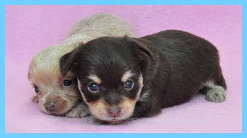 ミックス　ブリーダー子犬販売専門店　Angel wan 東京　神奈川　千葉