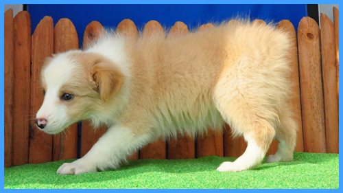 ボーダーコリー　ブリーダー子犬販売専門店　Angel wan 東京　神奈川　千葉