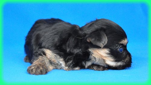 ヨークシャーテリア　ブリーダー子犬販売専門店　Angel wan 東京　神奈川　千葉