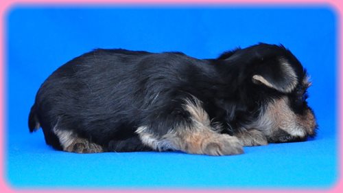 ヨークシャーテリア ブリーダー子犬販売専門店 Angel wan 東京 神奈川 千葉