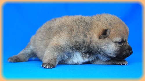 豆柴　ブリーダー子犬販売専門店　Angel wan 東京　神奈川　千葉