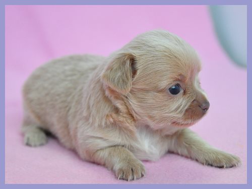 ミックス　ブリーダー子犬販売専門店　Angel wan 東京　神奈川　千葉