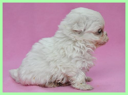 マルチーズ　ブリーダー子犬販売専門店　Angel wan 東京　神奈川　千葉