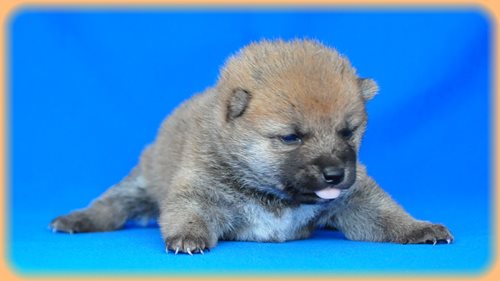 豆柴　ブリーダー子犬販売専門店　Angel wan 東京　神奈川　千葉