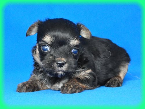 ヨークシャーテリア　ブリーダー子犬販売専門店　Angel wan 東京　神奈川　千葉