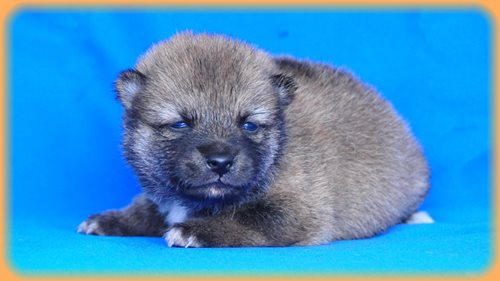 豆柴　ブリーダー子犬販売専門店　Angel wan 東京　神奈川　千葉