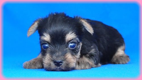 ヨークシャーテリア ブリーダー子犬販売専門店 Angel wan 東京 神奈川 千葉