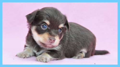 ミックス　ブリーダー子犬販売専門店　Angel wan 東京　神奈川　千葉