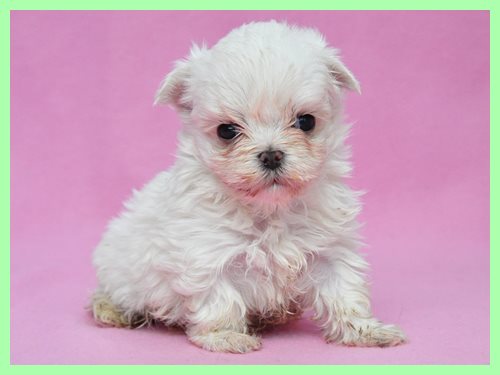 マルチーズ　ブリーダー子犬販売専門店　Angel wan 東京　神奈川　千葉