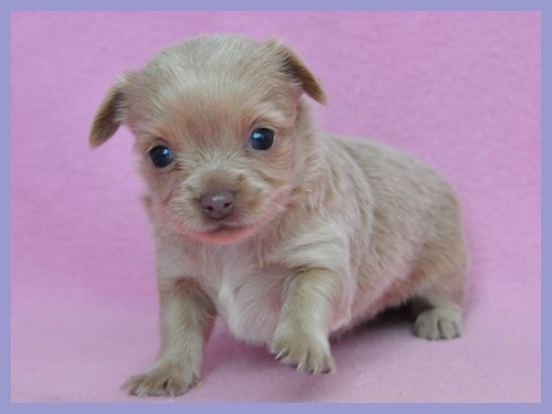 ミックス　ブリーダー子犬販売専門店　Angel wan 東京　神奈川　千葉