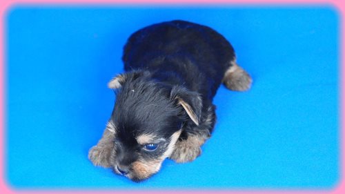 ヨークシャーテリア ブリーダー子犬販売専門店 Angel wan 東京 神奈川 千葉