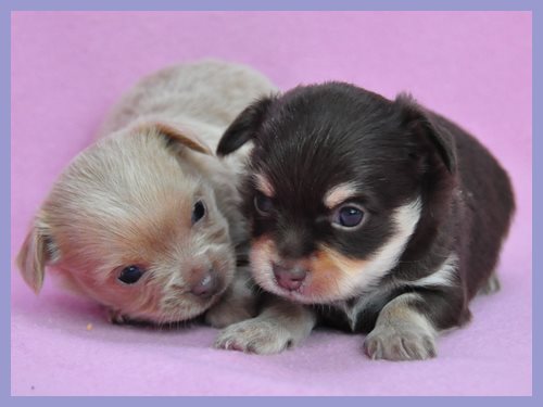 ミックス　ブリーダー子犬販売専門店　Angel wan 東京　神奈川　千葉