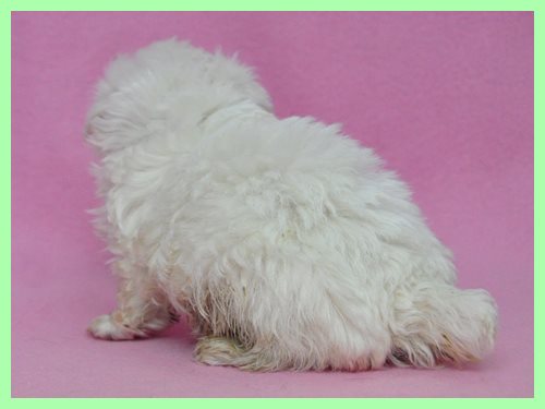 マルチーズ　ブリーダー子犬販売専門店　Angel wan 東京　神奈川　千葉