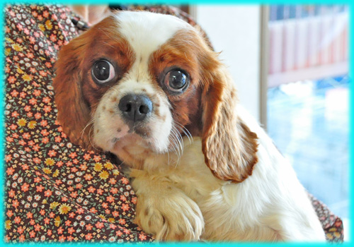 キャバリアキングチャールズスパニエル　オス　子犬販売の専門店　AngelWan　横浜