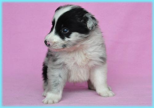 ボーダーコリー ブルーマール オス 子犬販売の専門店 AngelWan 横浜