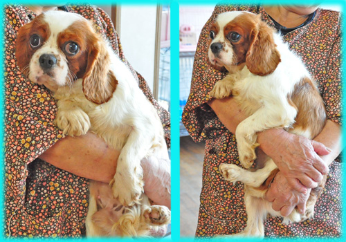 キャバリアキングチャールズスパニエル　オス　子犬販売の専門店　AngelWan　　横浜