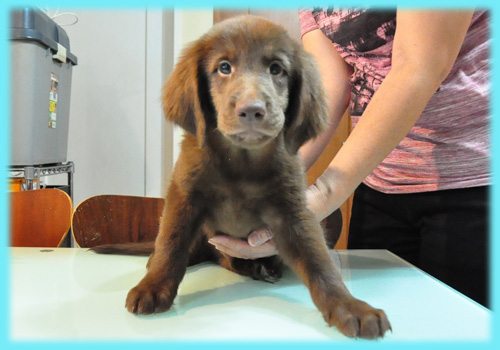 フラットコーテッドレトリバー　レバー　オス　子犬販売の専門店　AngelWan　横浜