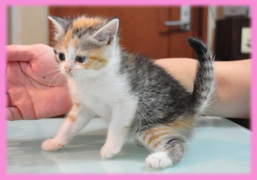 スコティッシュフォールド キャリコ メス 子犬販売の専門店 AngelWan 横浜