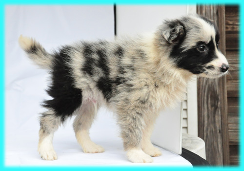 ボーダーコリー ブルーマール オス 子犬販売の専門店 AngelWan 横浜