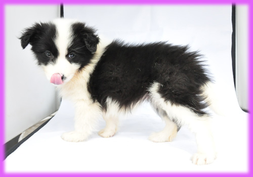 ボーダーコリー ブラック&ホワイト メス 子犬販売の専門店 AngelWan 横浜