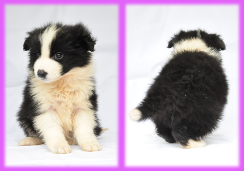 ボーダーコリー ブラック&ホワイト メス 子犬販売の専門店 AngelWan 横浜