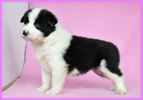 ボーダーコリー ブラック&ホワイト メス 子犬販売の専門店 AngelWan 横浜