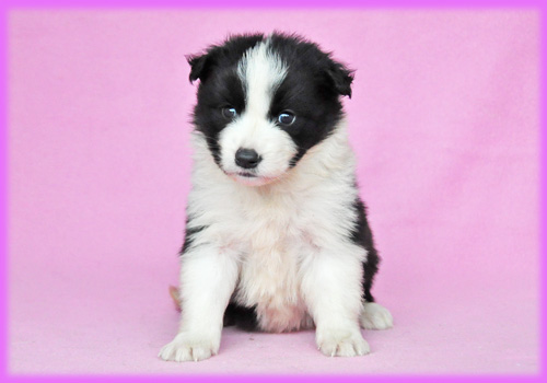 ボーダーコリー ブラック&ホワイト メス 子犬販売の専門店 AngelWan 横浜
