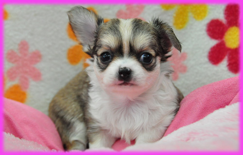 チワワ フォーン&ホワイト メス 子犬販売の専門店 AngelWan 横浜