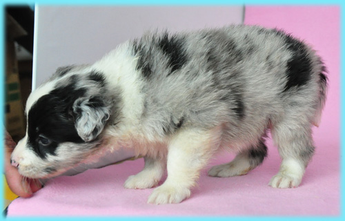 ボーダーコリー ブルーマール オス 子犬販売の専門店 AngelWan 横浜