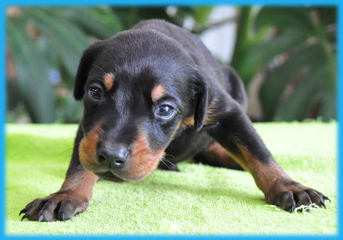 ドーベルマン　ブラックタン　オス　子犬販売の専門店　AngelWan　横浜