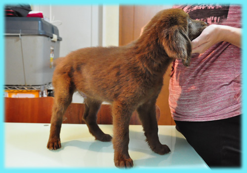 フラットコーテッドレトリバー　レバー　オス　子犬販売の専門店　AngelWan　横浜