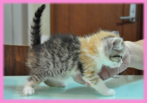 スコティッシュフォールド キャリコ メス 子犬販売の専門店 AngelWan 横浜