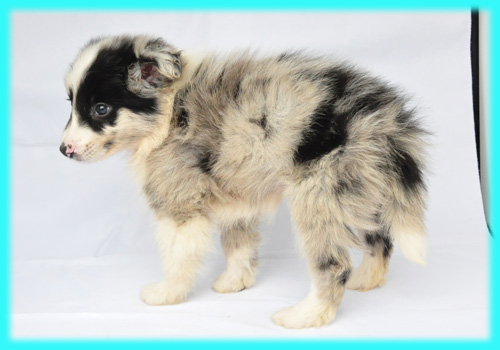 ボーダーコリー ブルーマール オス 子犬販売の専門店 AngelWan 横浜