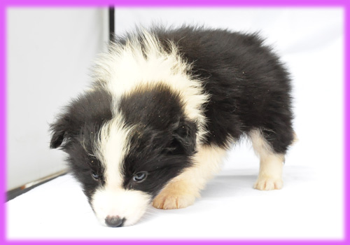 ボーダーコリー ブラック&ホワイト メス 子犬販売の専門店 AngelWan 横浜