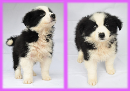 ボーダーコリー　ブラック＆ホワイト　メス　　子犬販売の専門店　AngelWan　横浜