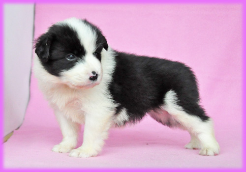 ボーダーコリー ブラック&ホワイト メス 子犬販売の専門店 AngelWan 横浜