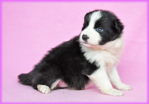 ボーダーコリー ブラック&ホワイト メス 子犬販売の専門店 AngelWan 横浜
