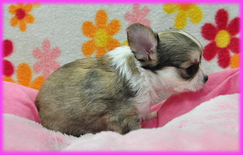 チワワ フォーン&ホワイト メス 子犬販売の専門店 AngelWan 横浜