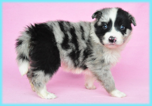 ボーダーコリー ブルーマール オス 子犬販売の専門店 AngelWan 横浜