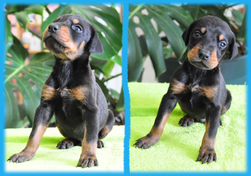 ドーベルマン　ブラック＆タン　オス　子犬販売の専門店　AngelWan　横浜