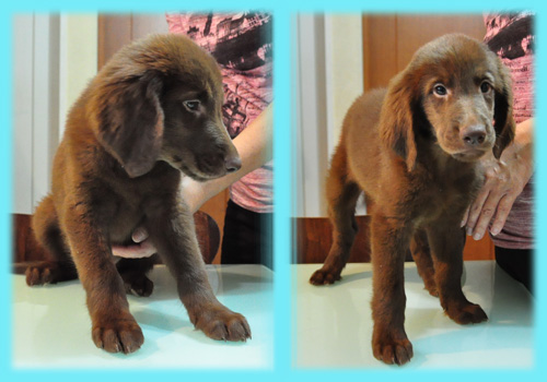 フラットコーテッドレトリバー　レバー　オス　子犬販売の専門店　AngelWan　横浜